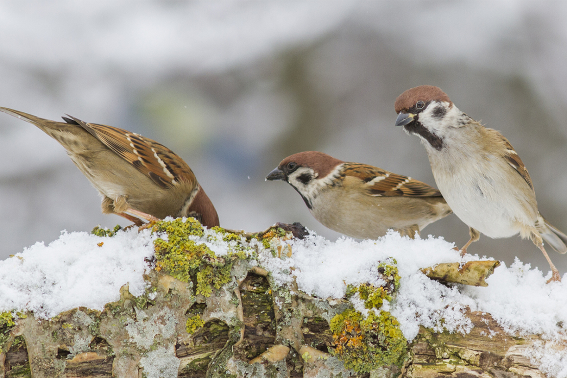 Gartenvögel (wie den Feldsperling hier) können Sie gut bestimmen [Foto: AdobeStock_Rolf Müller]