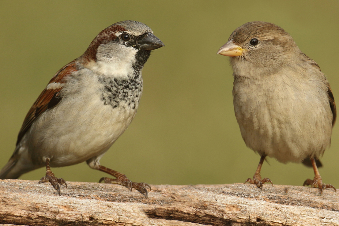 Gartenvögel (hier: Spatzen) bestimmen [Foto: AdobeStock_Steve_Byland]