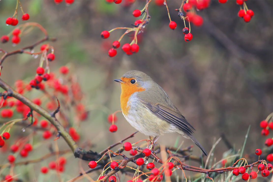 Gartenvögel [Foto: AdobeStock_VOLODYMYR KUCHERENKO]