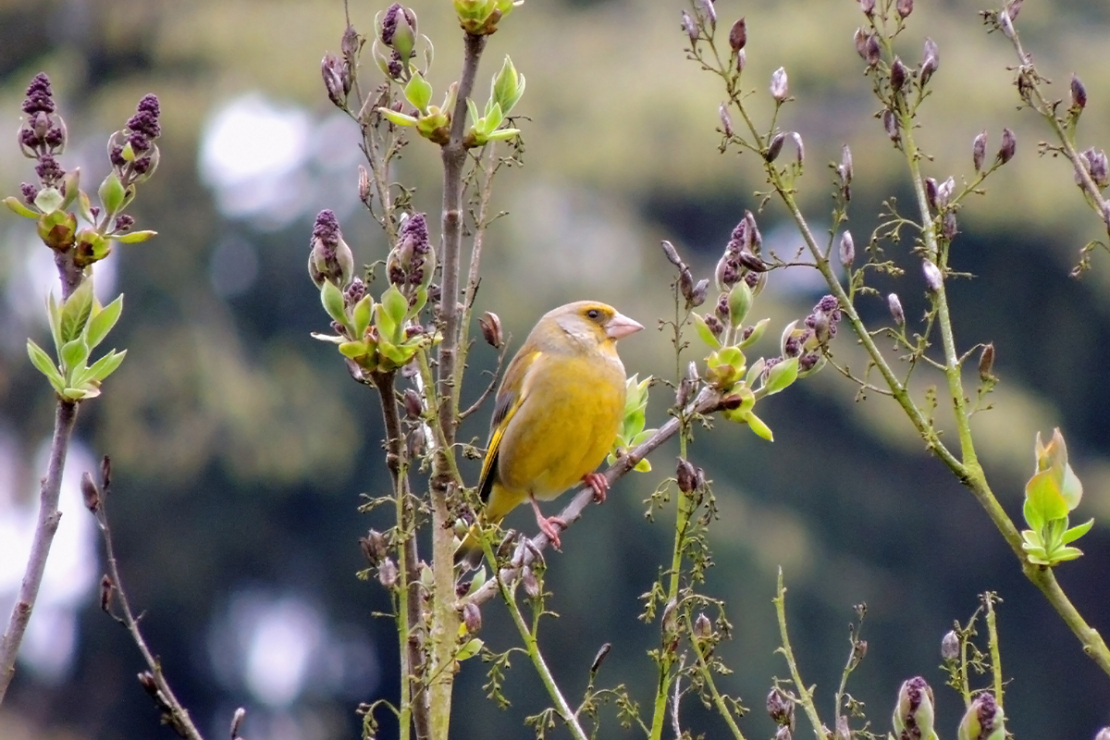 Gartenvögel wie den Grünfink erkennen [Foto: AdobeStock_Zanoza-Ru]