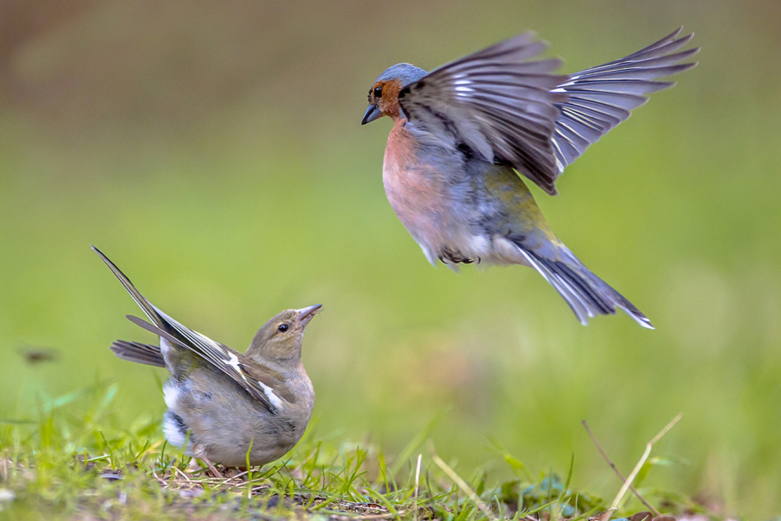 [Foto: AdobeStock_creativenature.nl]