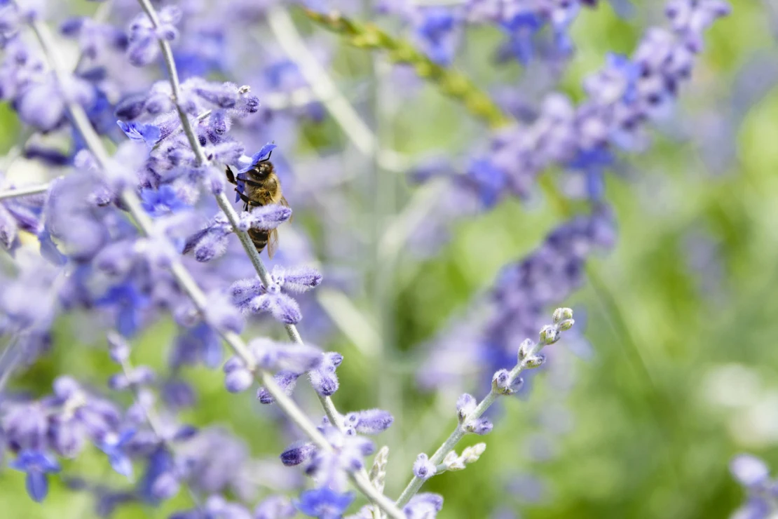 Eine Biene sitzt auf den blauen Blüten einer Blauraute. 