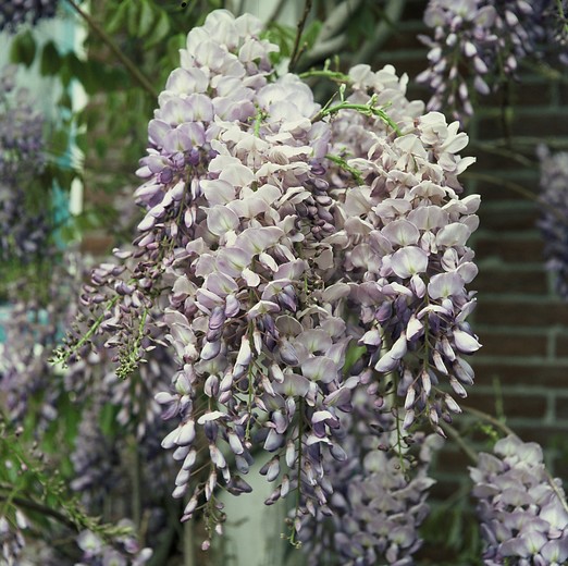 Wisteria sinensis ‘Prolific' 