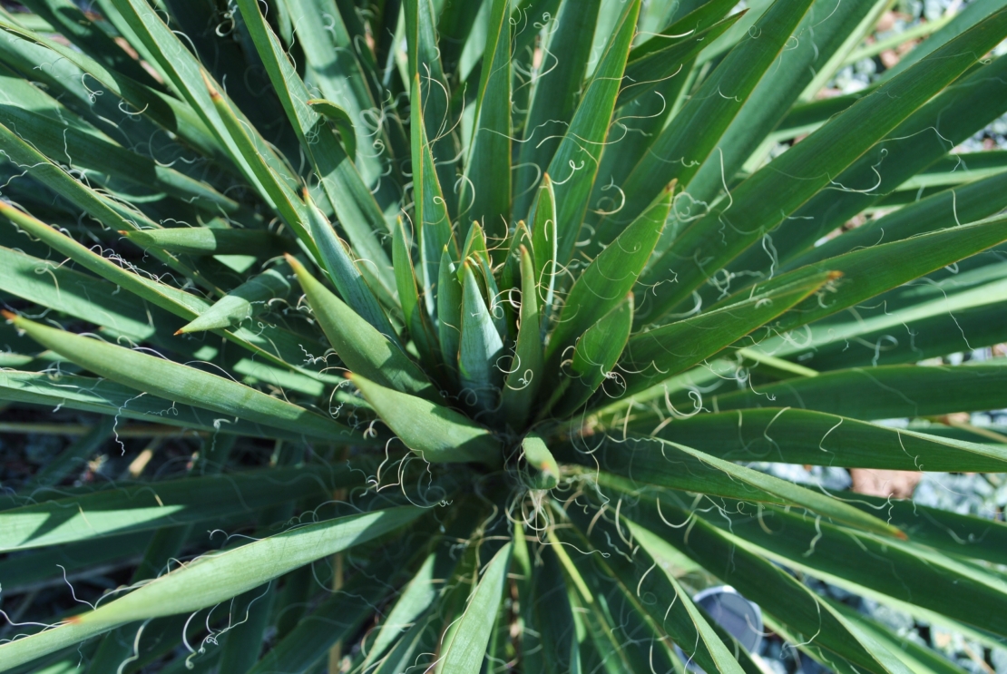 Fädige Palmlilie, Garten-Yucca