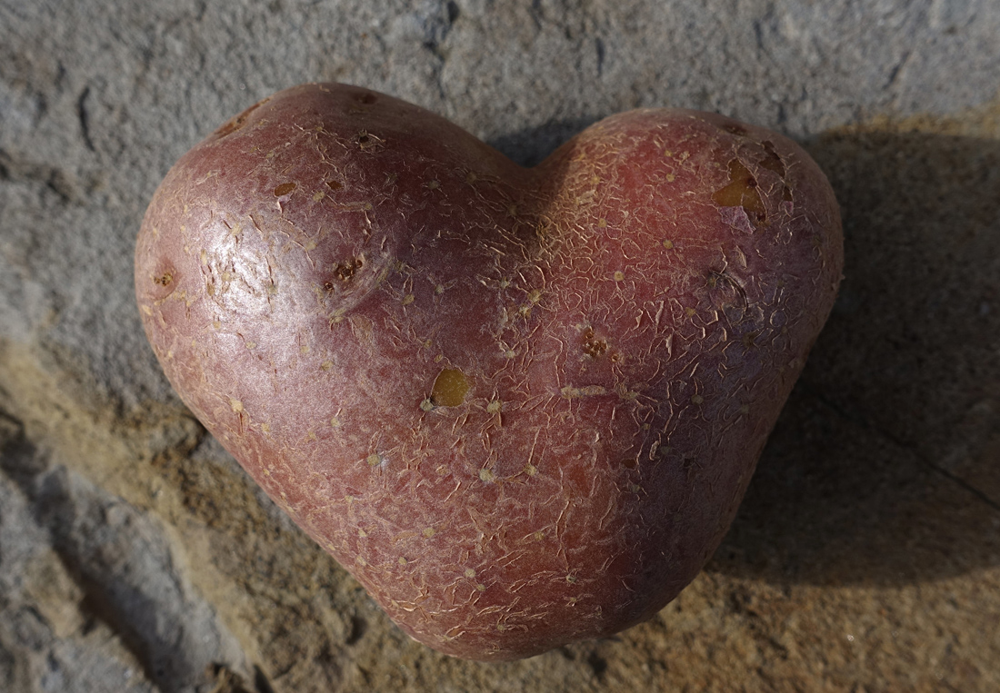 Kartoffeln im Topf anbauen: Kartoffelsorte Magenta Love [Foto: 99201el#potato heart, prof.bizzarro  , CC BY 2.0]
﻿