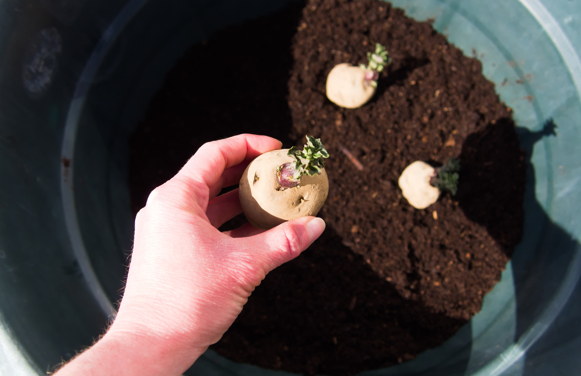 Kartoffeln im Topf anbauen Erntespaß auf kleinem Raum GartenFlora