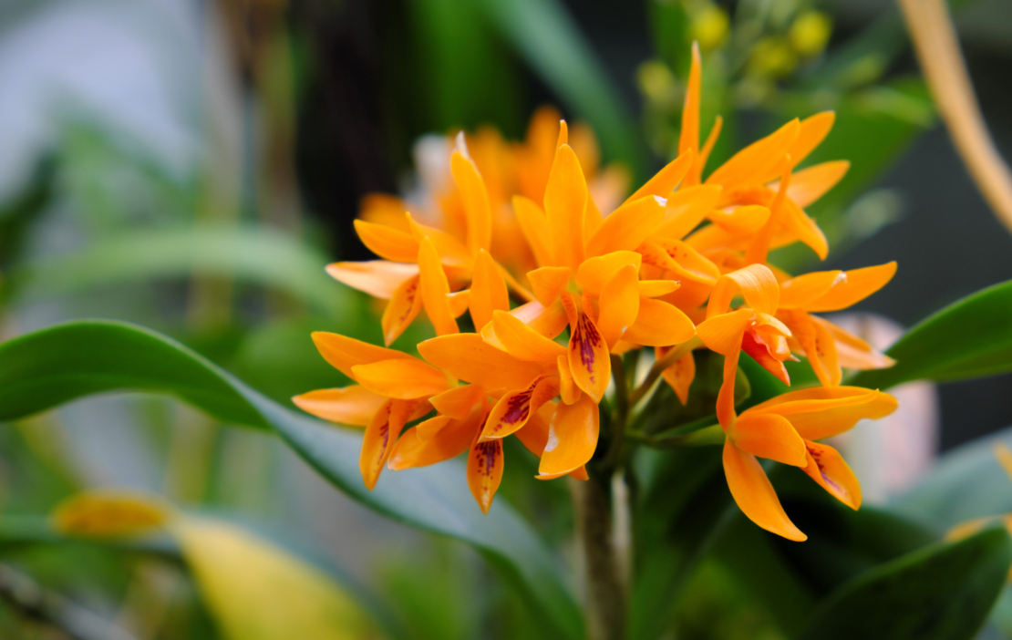 Eine Cattleya aurantiaca hat vergleichsweise schlichte Blüten, die aber mit leuchtenden Orange beeindrucken. Foto: AdobeStock_cristographic