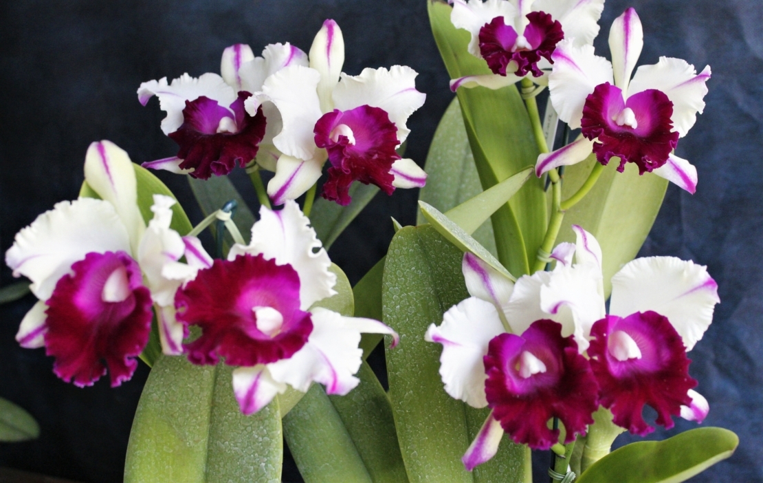 Die Varietät Cattleya labiata semialba hat aparte zweifarbige Blüten. Foto:  AdobeStock_Elieser