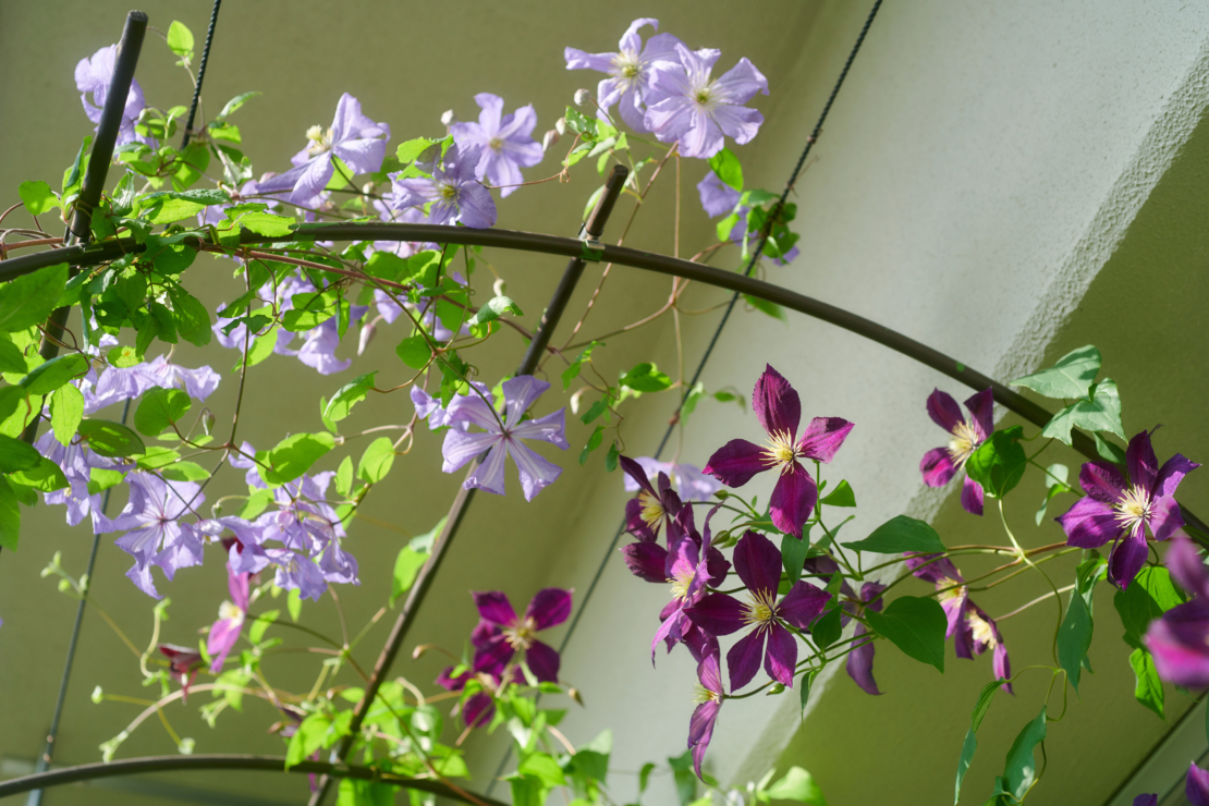 Eine Clematis rankt auf dem Balkon. - Foto: AdobeStock_Nobu Otsuka