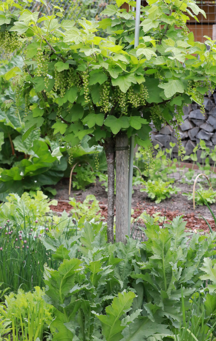 Ein Johannisbeeren-Hochstamm mit Unterpflanzung.
Foto: © GartenFlora/Achim Werner