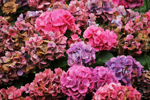 Blüten einer Bauernhortensie in pink- und Lilatönen. [Foto: AdobeStock_Herle]