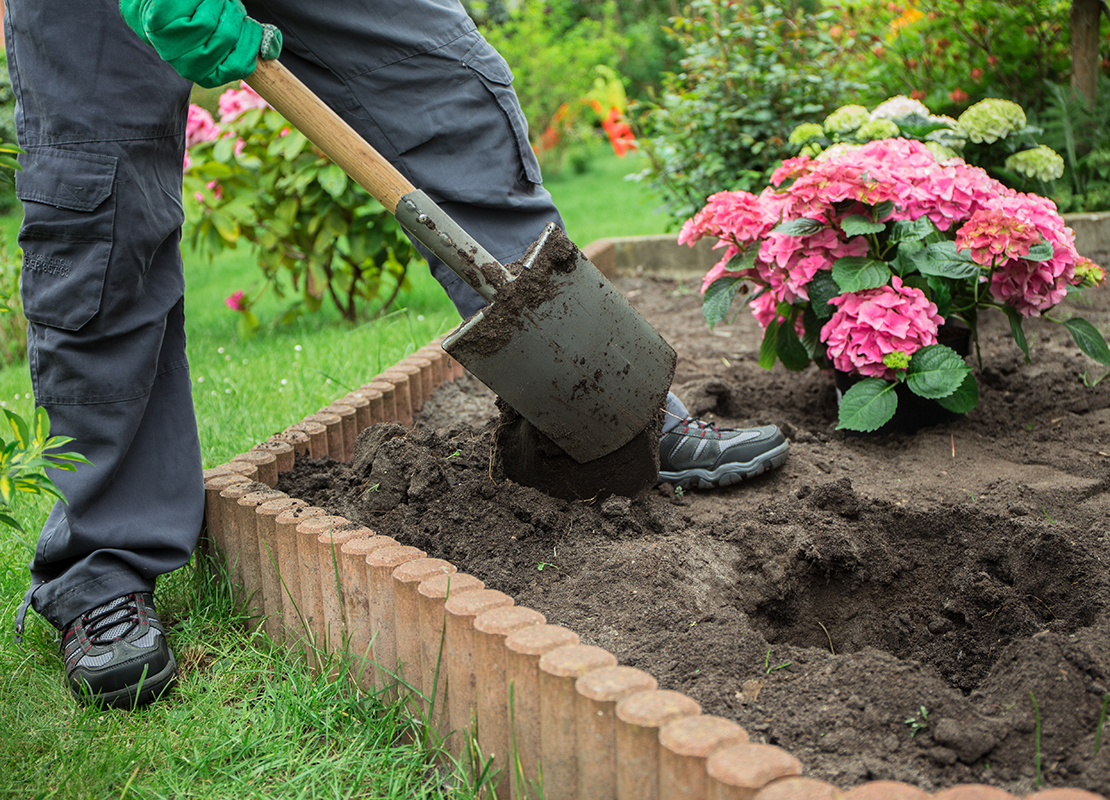 Hortensien schneiden Foto: AdobeStock_ajlatan