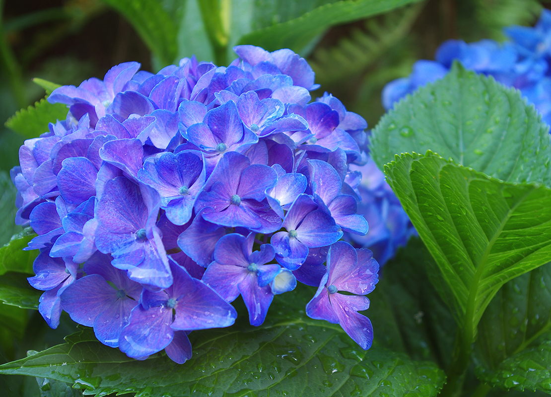 Hortensien pflegen Foto: AdobeStock_sablin