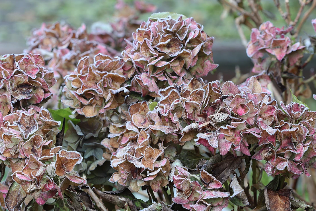 Hortensien schneiden: Hortensie mit braunen, vertrockneten Blütenständen. Foto: AdobeStock_Natalia Greeske