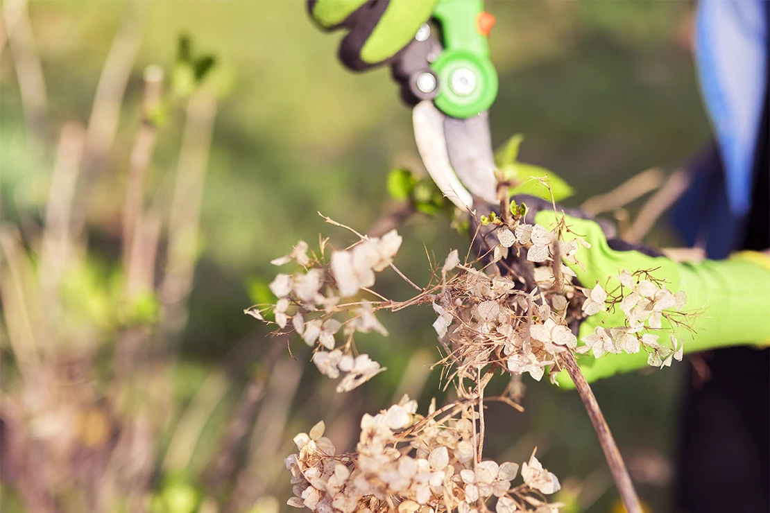 Hortensien schneiden: Person mit grünen Gartenhandschuhen schneidet vertrocknete Blütenstände einer Rispenhortensie ab. Foto: AdobeStock_Valerii Honcharuk