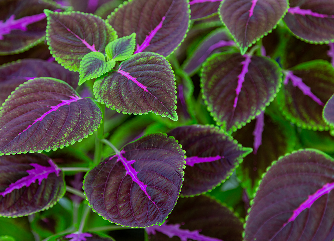 Pflegeleichte Zimmerpflanzen für Anfänger Foto: AdobeStock_Robert Leßmann