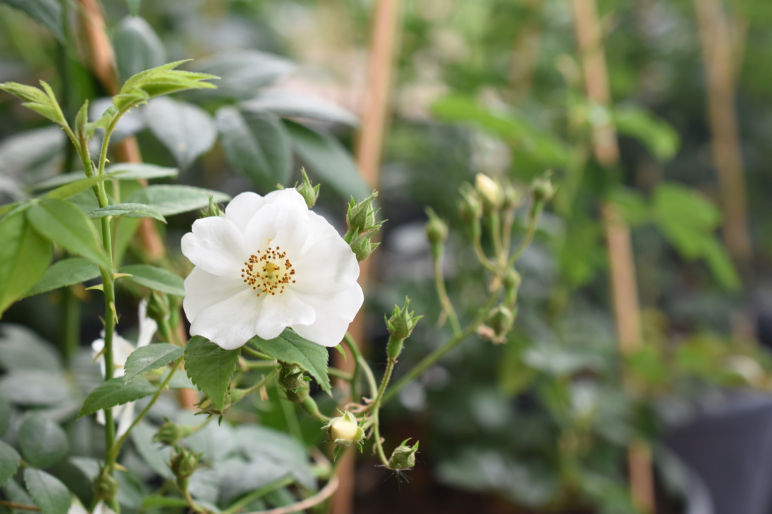 Die Ramblerrose ‘Seagull' hat stark duftende, weiße Blüten - Foto: AdobeStock_Tanya