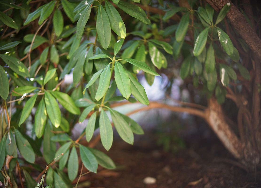 Rhododendron schneiden Foto: AdobeStock_blaustern fotografie