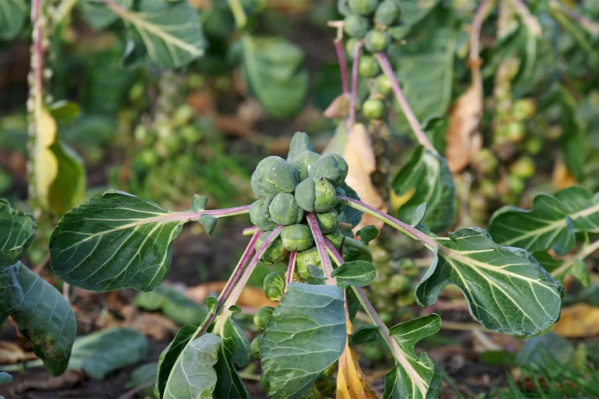 Rosenkohl in einem Beet im Garten [Foto: AdobeStock_Cuhle-Fotos]