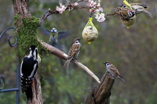 Vogelfutter Foto: AdobeStock_Aggi Schmid 