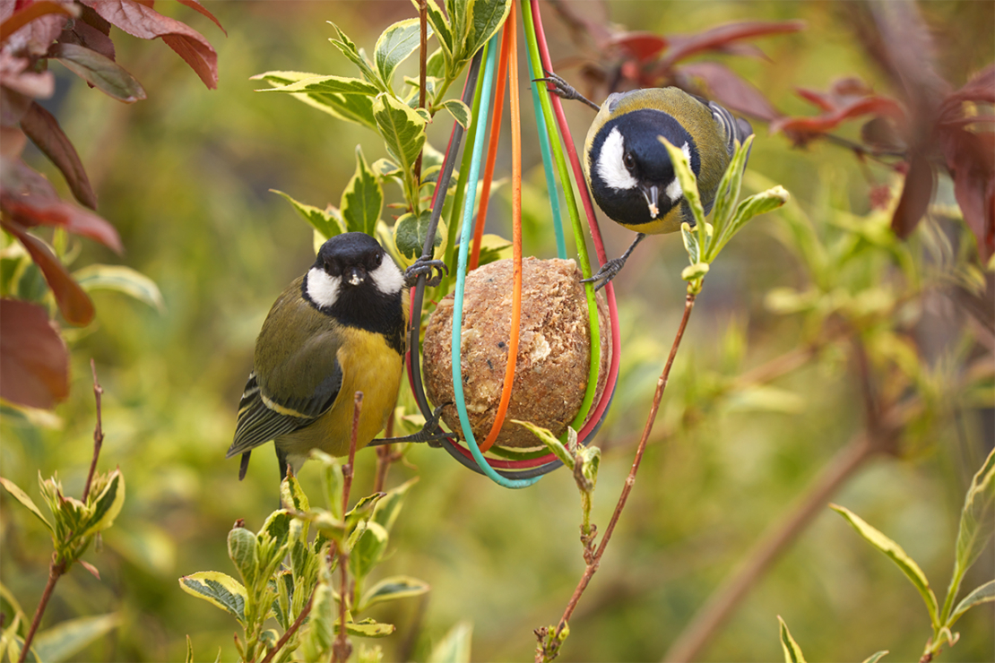 Vogelfutter Foto: AdobeStock_Foto-Ruhrgebiet