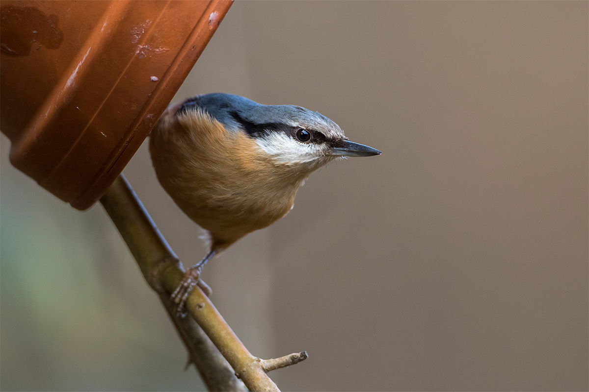 Vogelfutter dekorativ [Foto: AdobeStock_Rolf Müller]