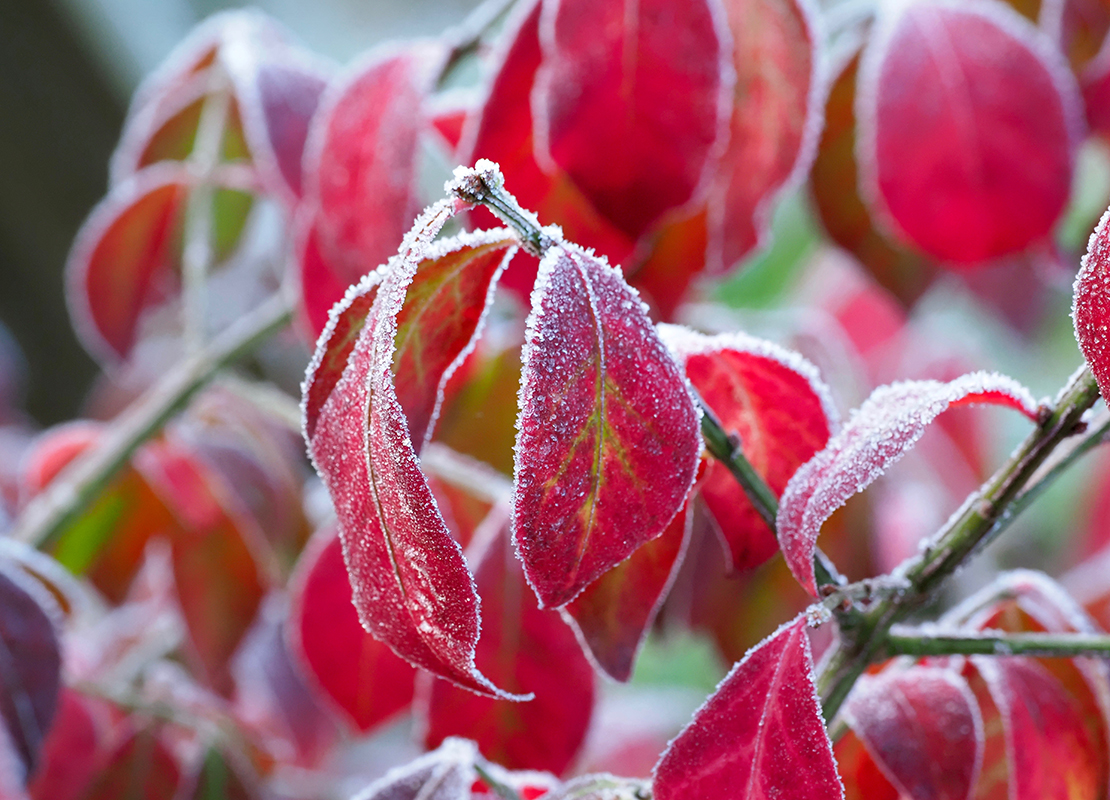 Die Herbstfärbung des Flügel-Spindelstrauchs. Foto: AdobeStock_Gartenphilosophin