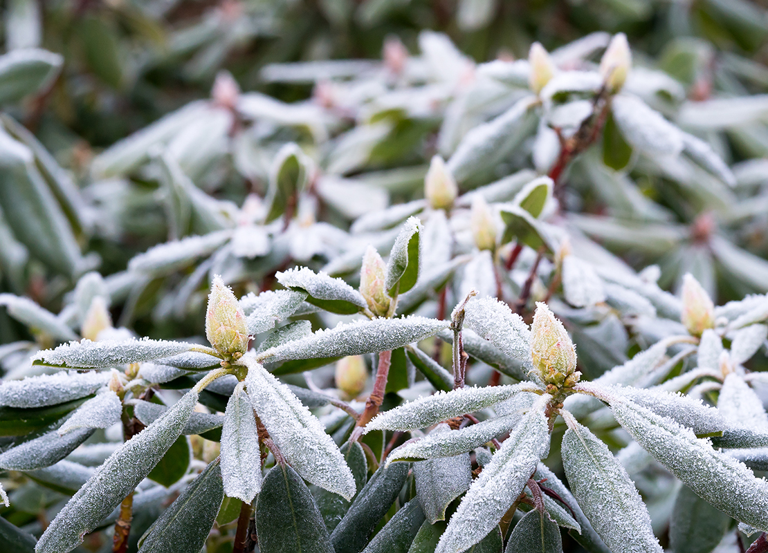 Winterharte Kübelpflanzen Foto: AdobeStock_JGade