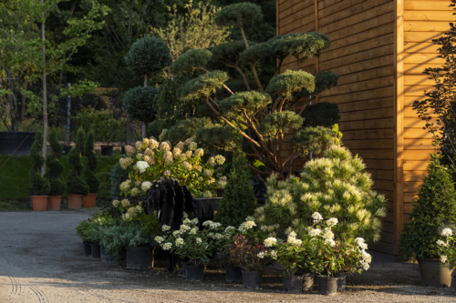 Winterharte Kübelpflanzen: Vor einem mit Holz verkleideten Haus stehen mehrere Kübelpflanzen in schwarzen Containern (Kiefern, Bambus, Hortensien mit weißen Blüten). Foto: AdobeStock_Andrey