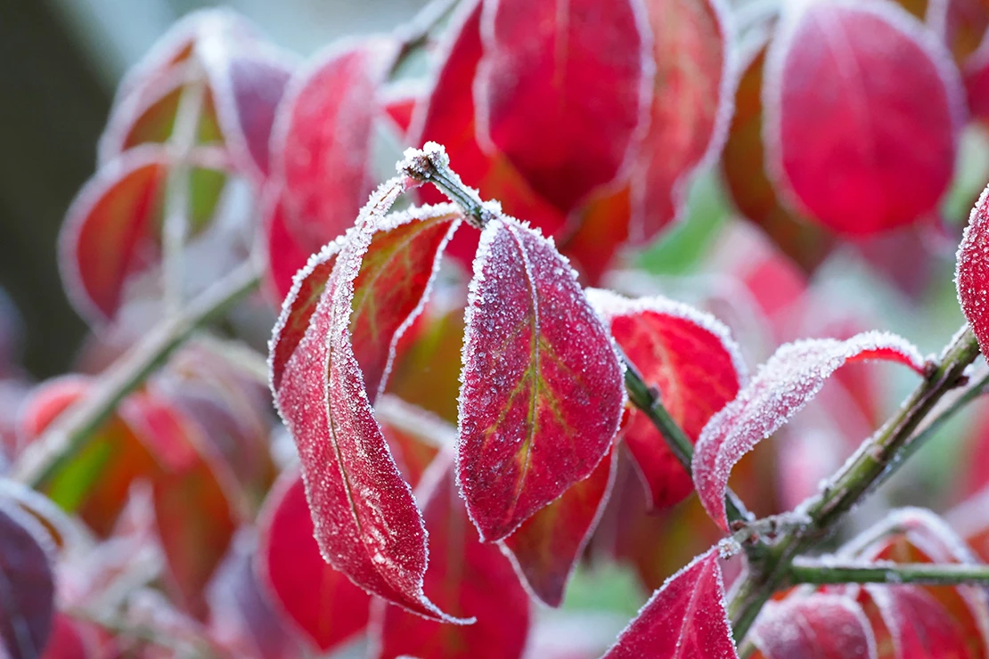 Winterharte Kübelpflanzen: Rote Herbstblätter es Korkflügelstrauchs sind von Frost überzogen. Foto: AdobeStock_Gartenphilosophin