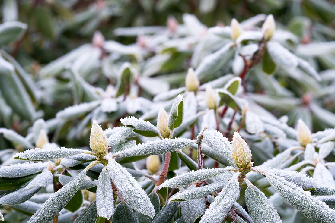 Winterharte Kübelpflanzen: Ein mit Frost überzogener Rhododendron in der Nahaufnahme. Foto: AdobeStock_JGade