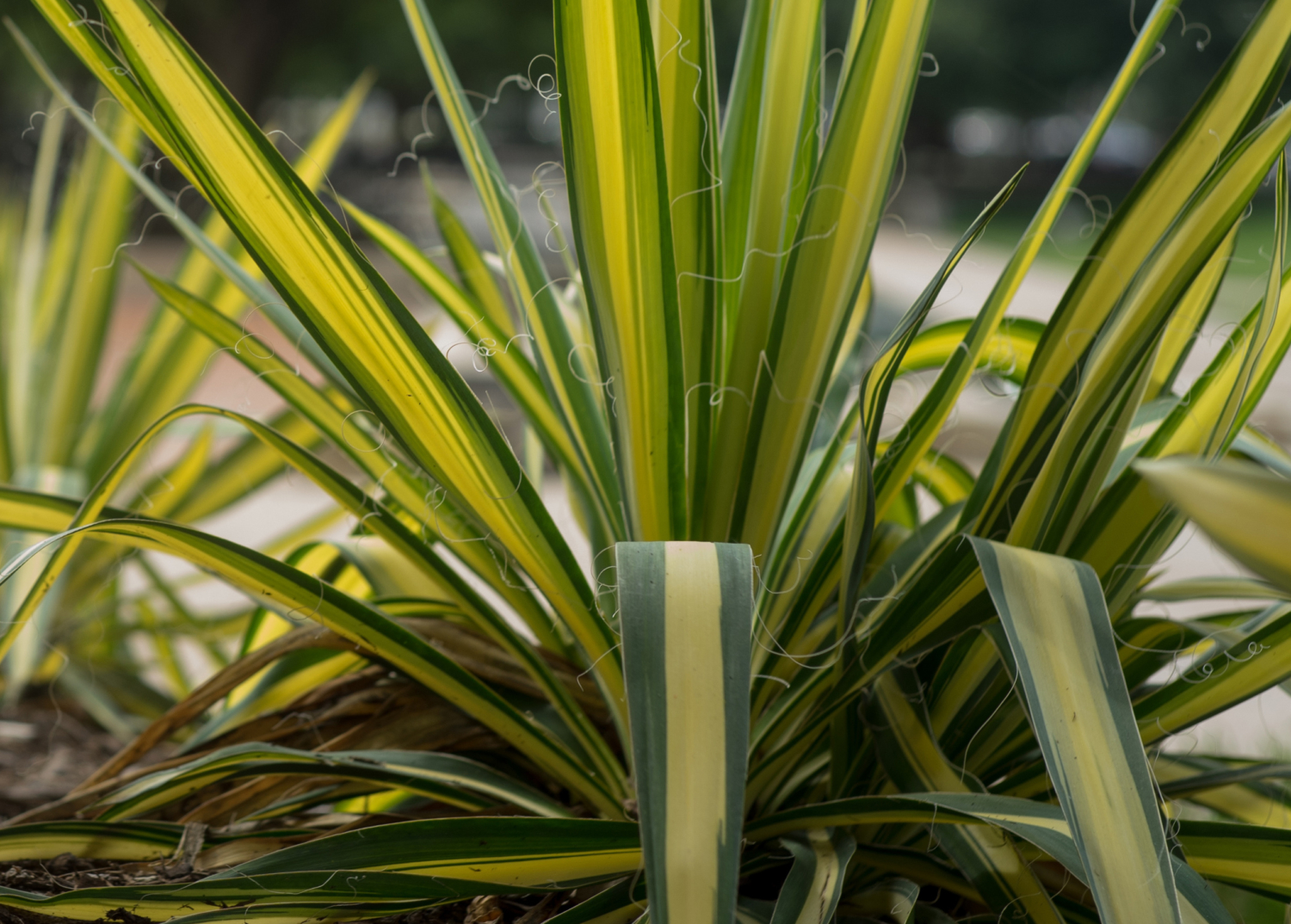 Fädige Palmlilie (GartenYucca) Ganzjährig attraktiv GartenFlora