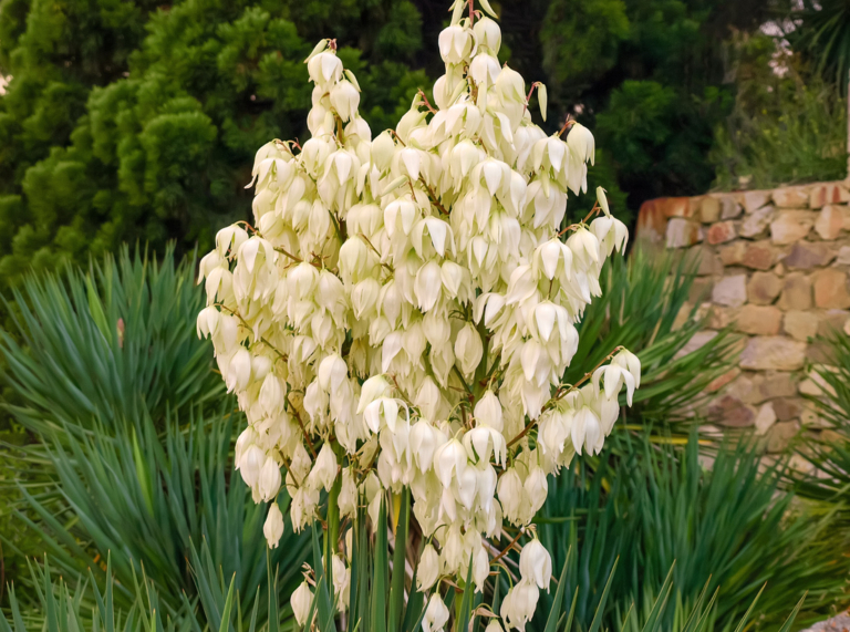 Fädige Palmlilie (GartenYucca) Ganzjährig attraktiv GartenFlora