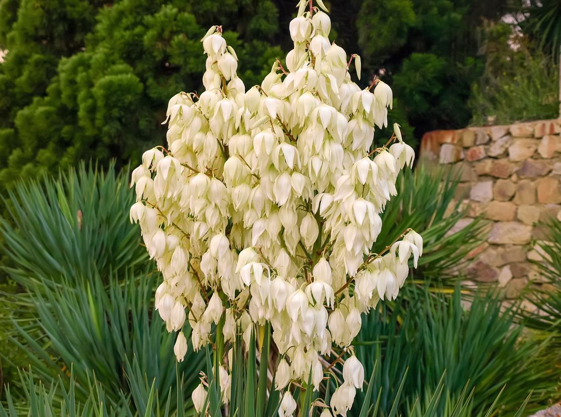 Fädige Palmlilie (GartenYucca) pflanzen & pflegen GartenFlora