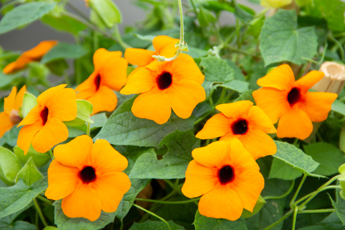 Blüten der Schwarzäugigen Susanne. Pflanzenart aus der Familie der Akanthusgewächse - Foto: iStock_BasieB