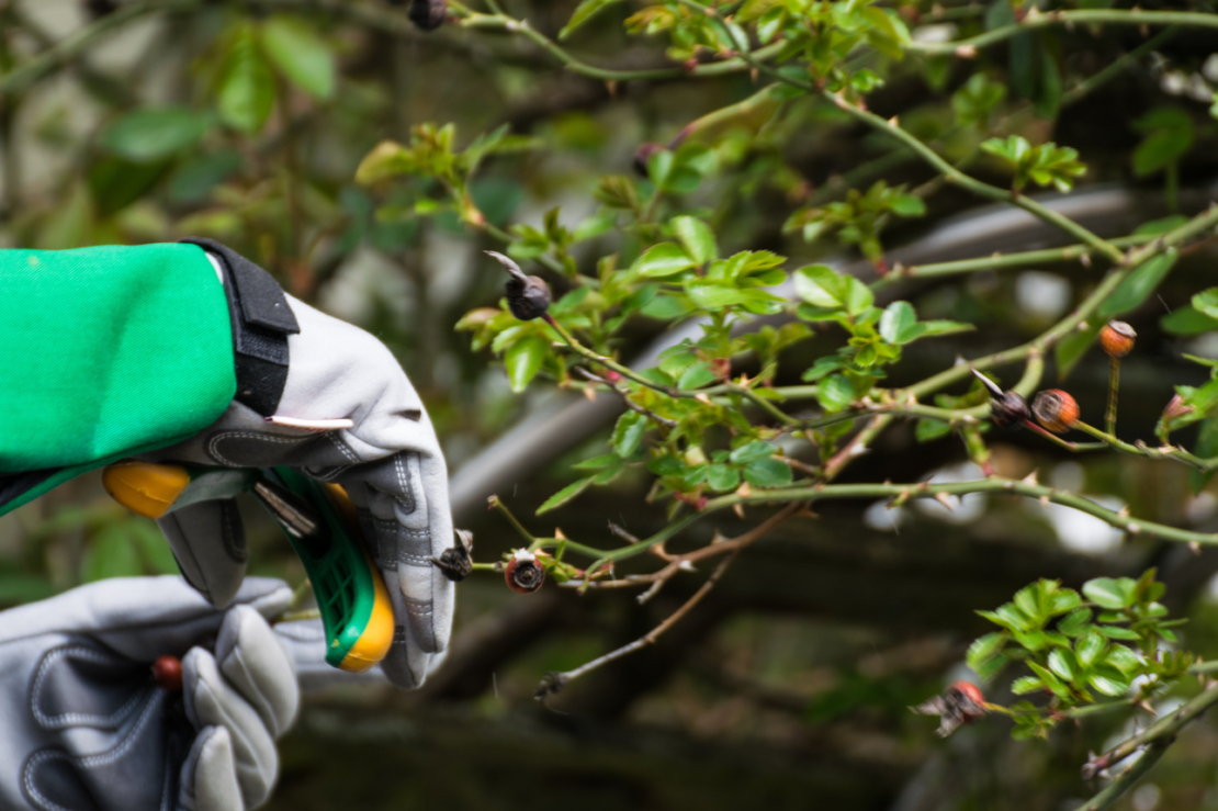 Garten im April – Person mit dicken Gartenhandschuhen schneidet Rosen. Foto: AdobeStock_500cx