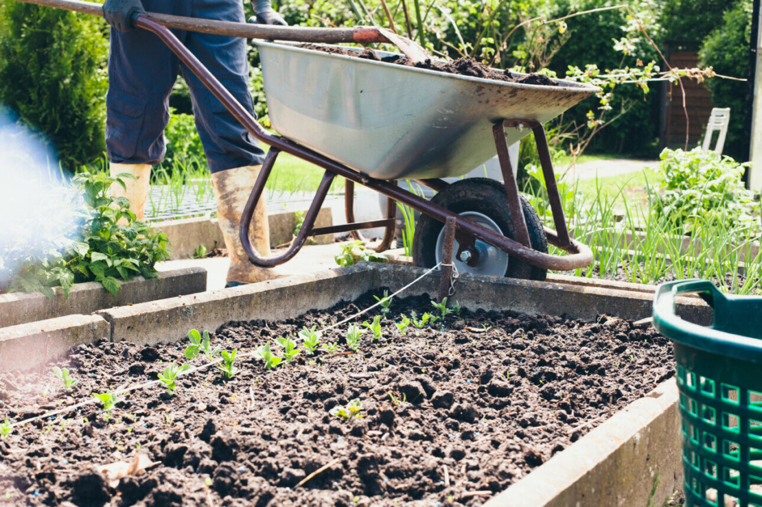 Person mit Gummistiefeln schiebt eine Schubkarre durch den Gemüsegarten. Foto: AdobeStock_ajlatan