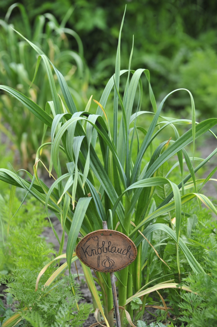 Knoblauch im Gemüsebeet