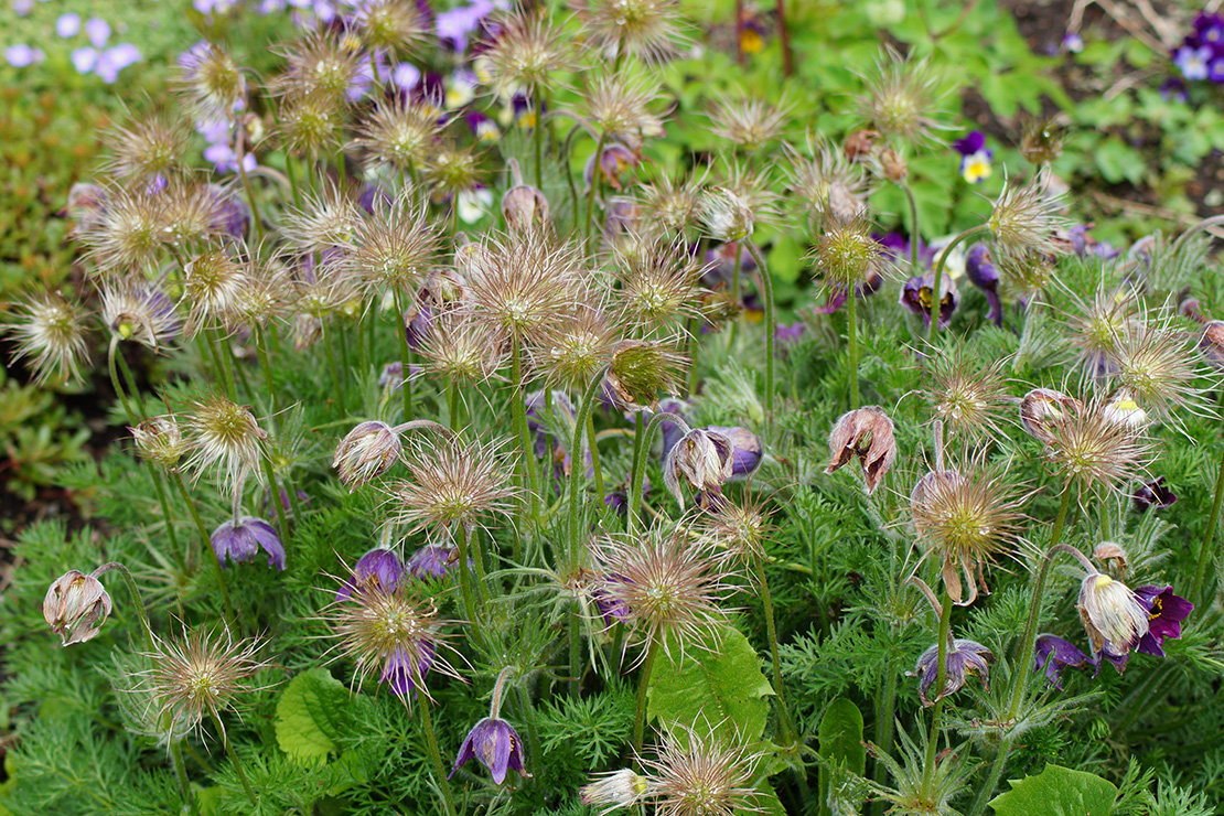 Küchenschellen mit Samenständen und leicht verwelkten violetten Blüten von oben fotografiert. Zwischen den Küchenschellen sprießen vereinzelt andere Wildkräuter hervor, zum Beispiel Löwenzahnblätter.
