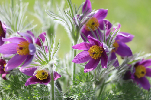 Mehrere violette Kuhschellen in voller Blüte, mit leuchtend gelben Staubblättern. Die grünen, gefiederten Blätter und Stängel sind mit feinen weißen Härchen überzogen. Die Blumen stehen in einem dichten Büschel mit unscharfem, grünem Hintergrund.
