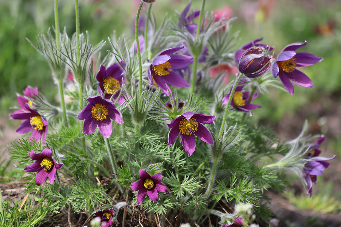 Eine kleine Gruppe von violetten Kuhschellen wächst in einem natürlichen Umfeld mit grünem Laub und anderen Wildblumen im Hintergrund. Die Pflanzen zeigen verschiedene Wachstumsstadien, von Knospen bis hin zu voll geöffneten Blüten.