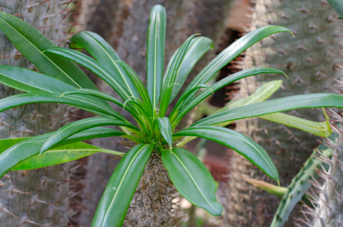Madagaskarpalme