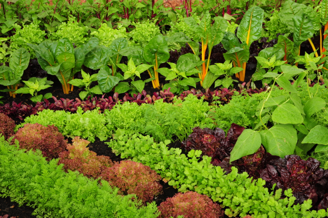 Gemüse in Mischkultur: Anbau und positive Effekte | GartenFlora