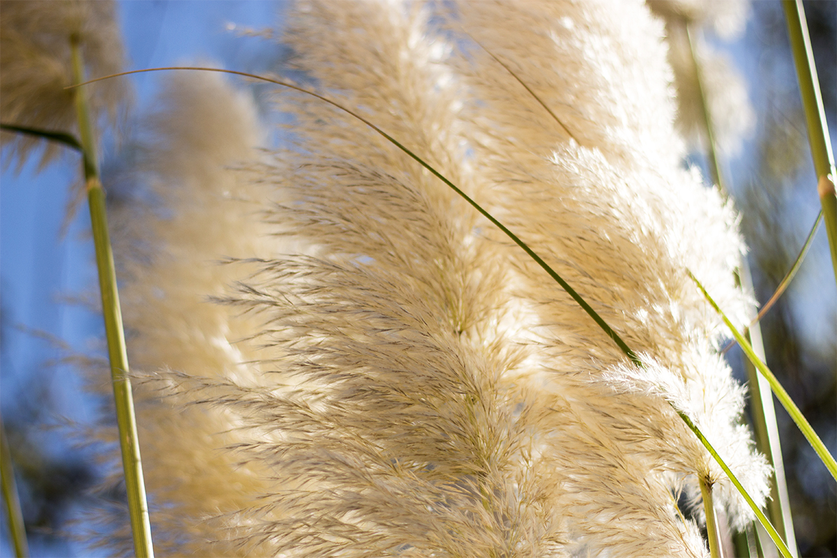 Pampasgras pflanzen Anleitung und Pflegetipps GartenFlora