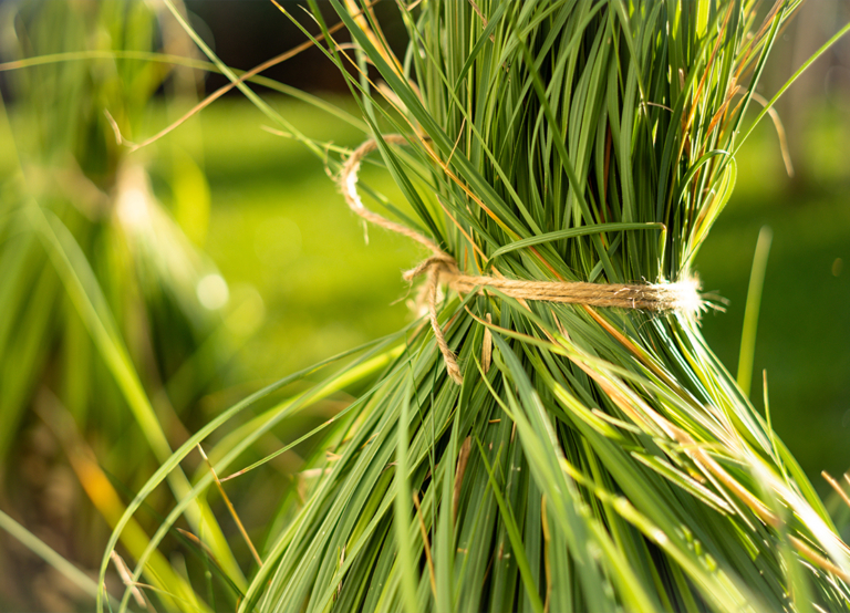 Pampasgras schneiden Bitte nur im Frühjahr GartenFlora