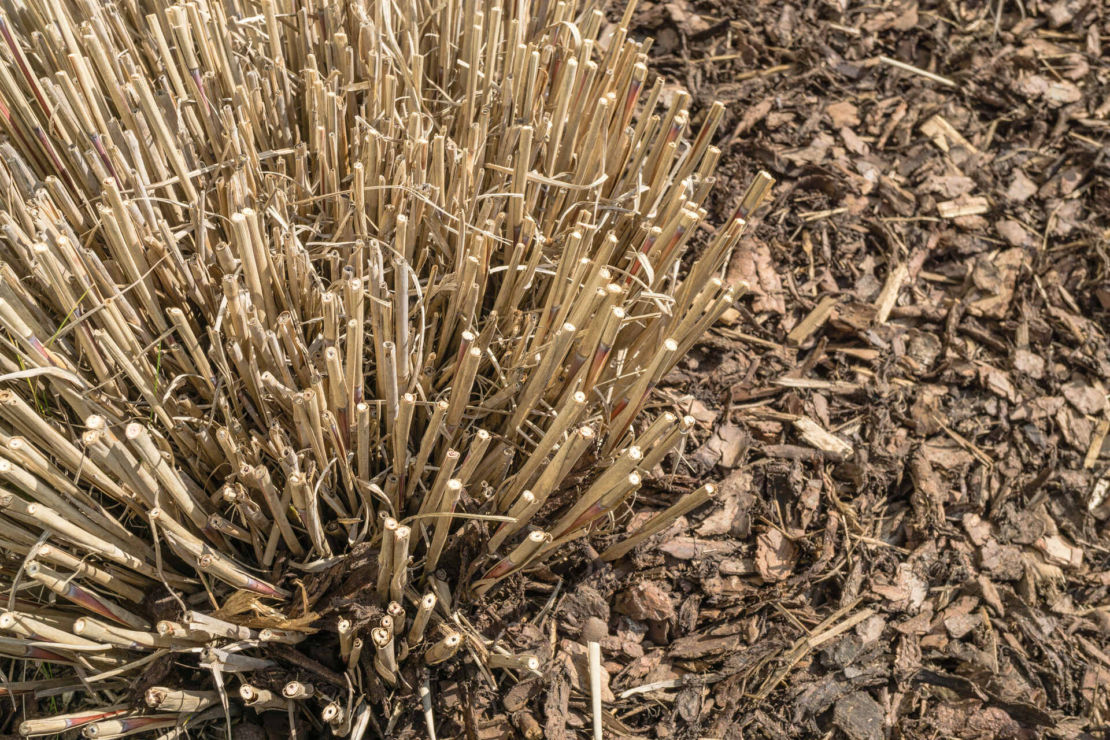 Ein bodennah geschnittener Grashorst von oben fotografiert, ringsum liegt Rindenmulch. Foto: AdobeStock_dima_pics