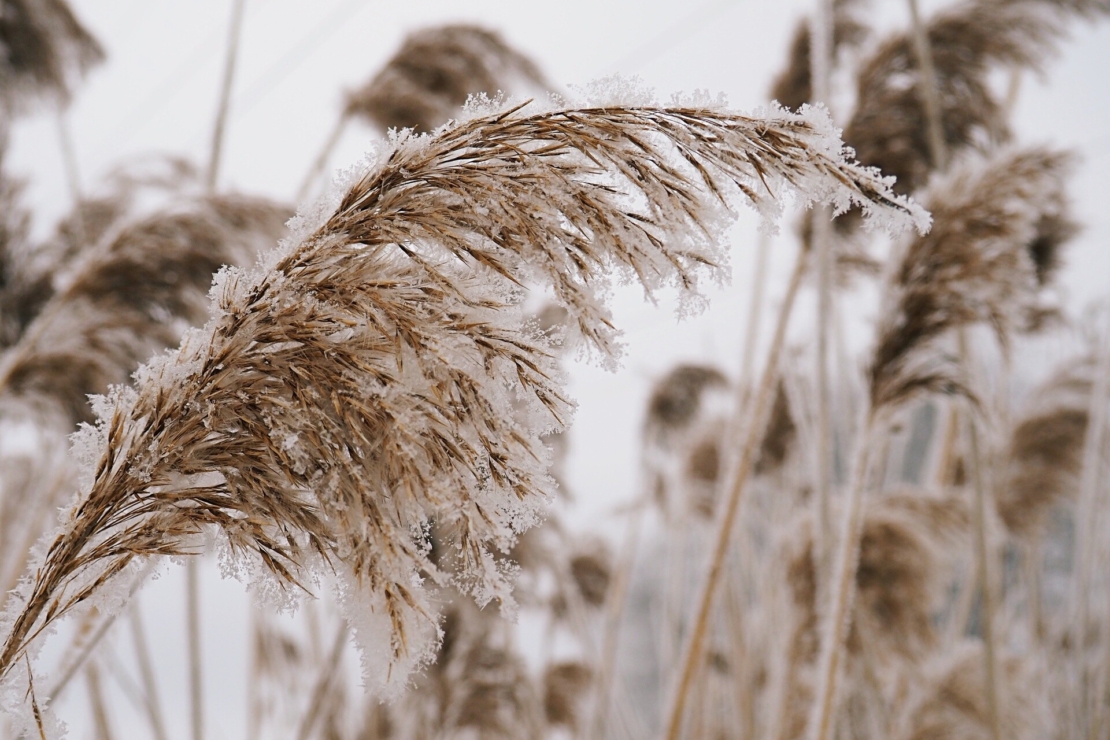 Pampasgraswedel mit Frost bedeckt im Winter. Foto: AdobeStock_franziska stübig/EyeEm
