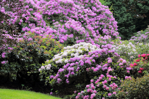 Große, pink und weißblühende Rhododendronsträucher. [Foto: AdobeStock_Profotokris]
