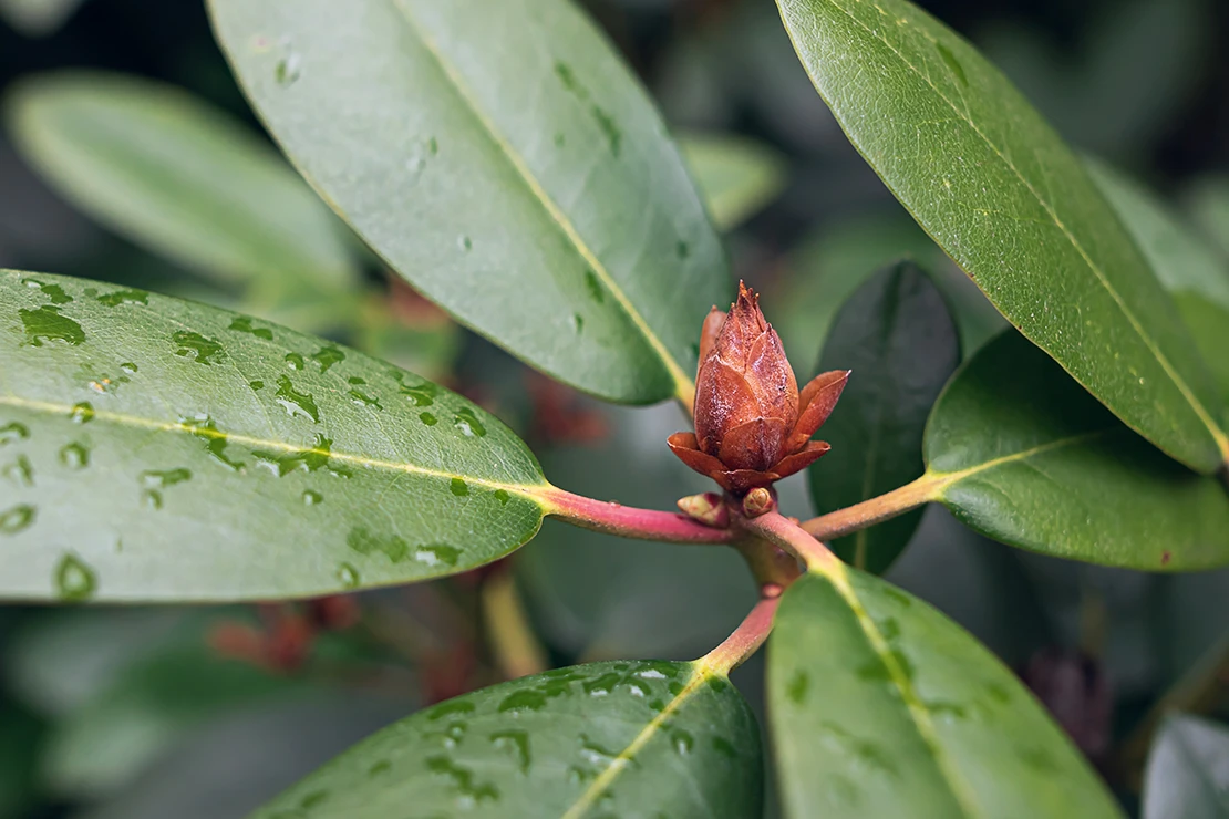 Rhododendron: Eine endständige Blütenknospe in der Nahaufnahme. Foto: AdobeStock_SerenaDavid