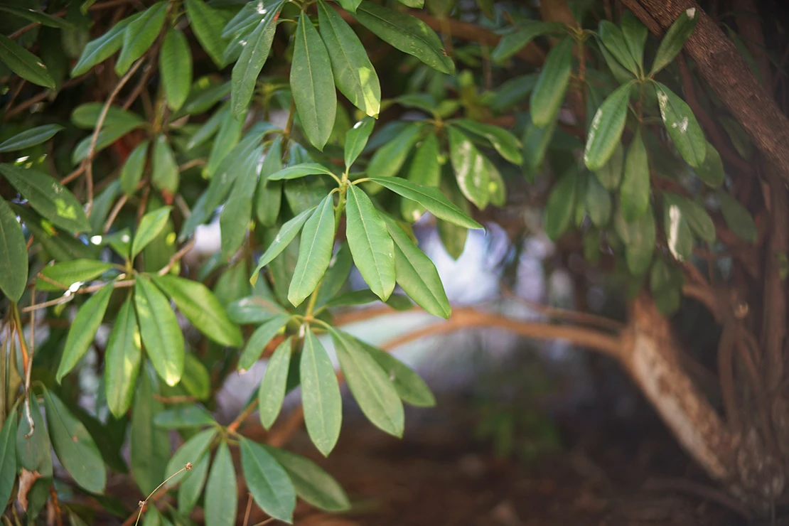 Rhododendron von unten fotografiert. AdobeStock_blaustern-fotografie